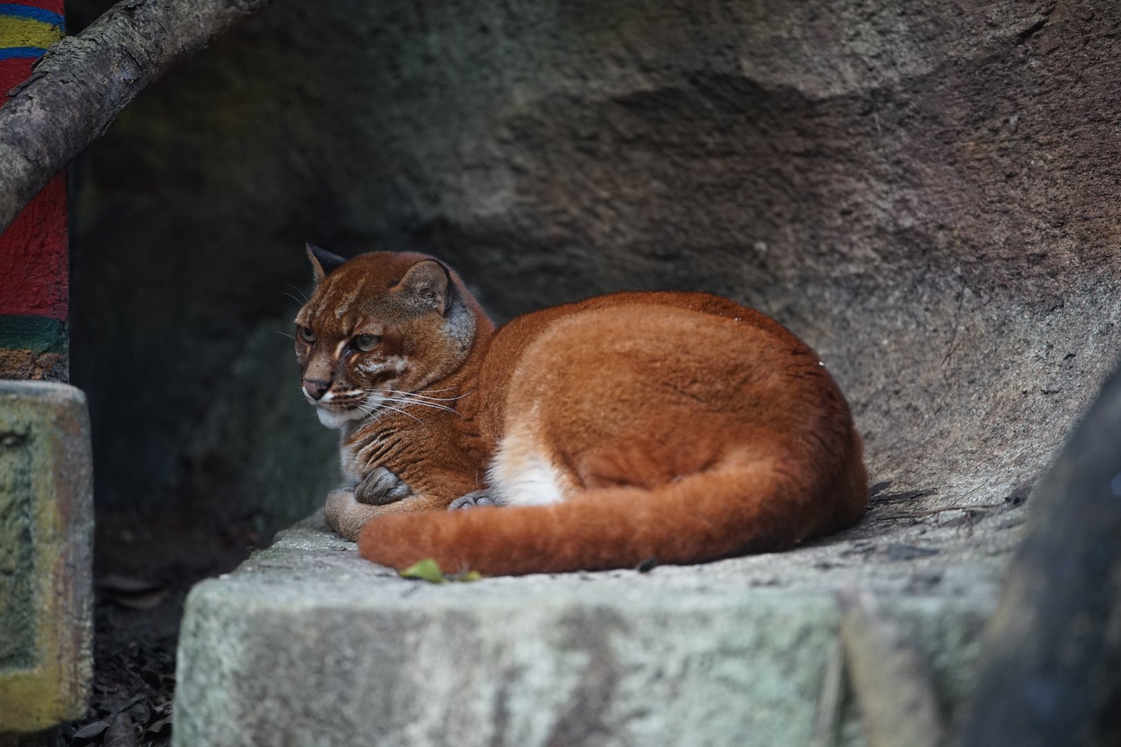 Asian Golden Cat