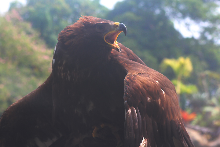 Asian golden eagle (Aquila chrysaetos daphanea)