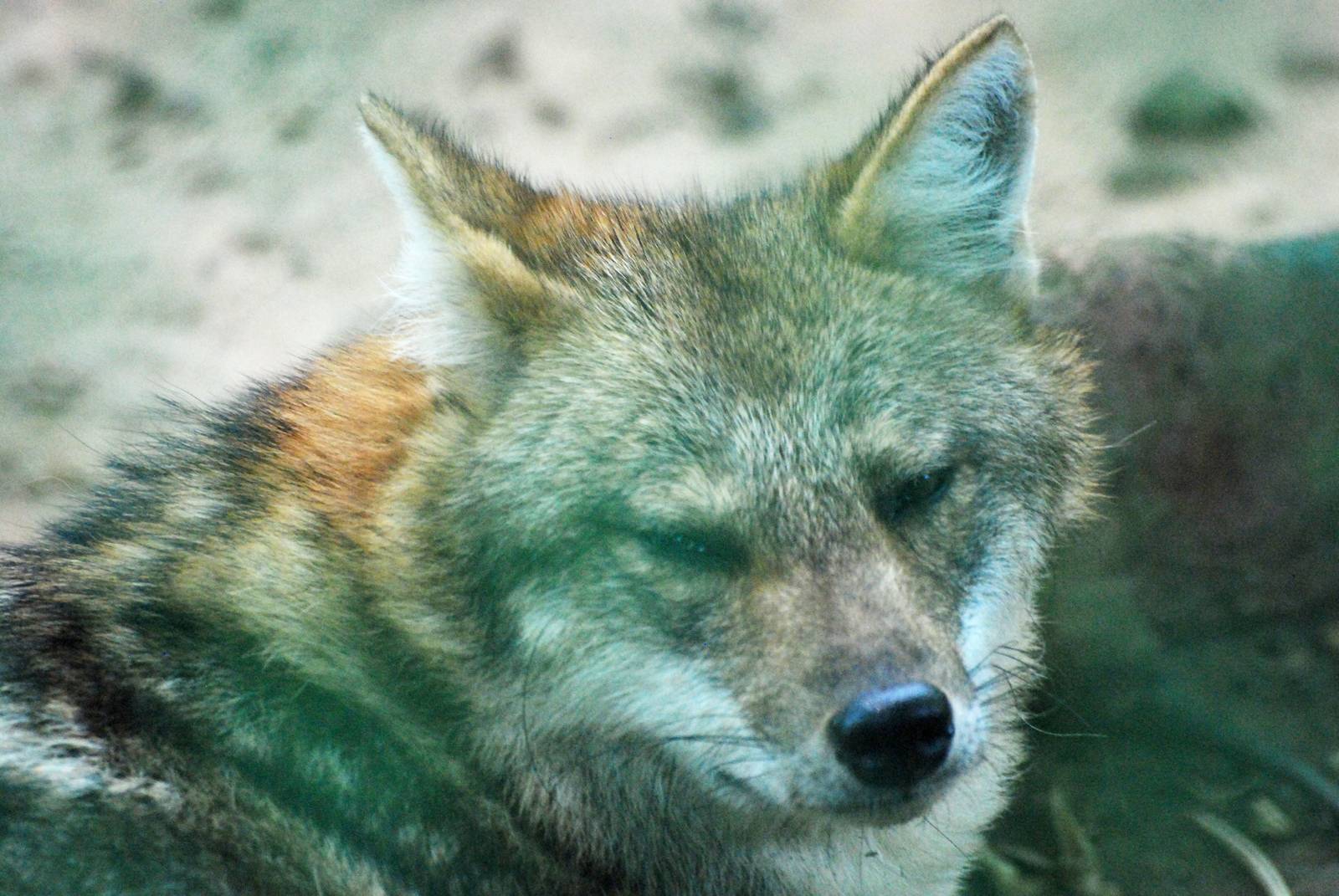Asian Golden Jackal at Saigon Zoo, 16/03/12