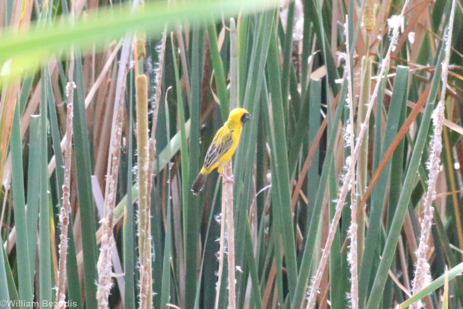 Asian Golden Weaver - Muang Boran Fishponds