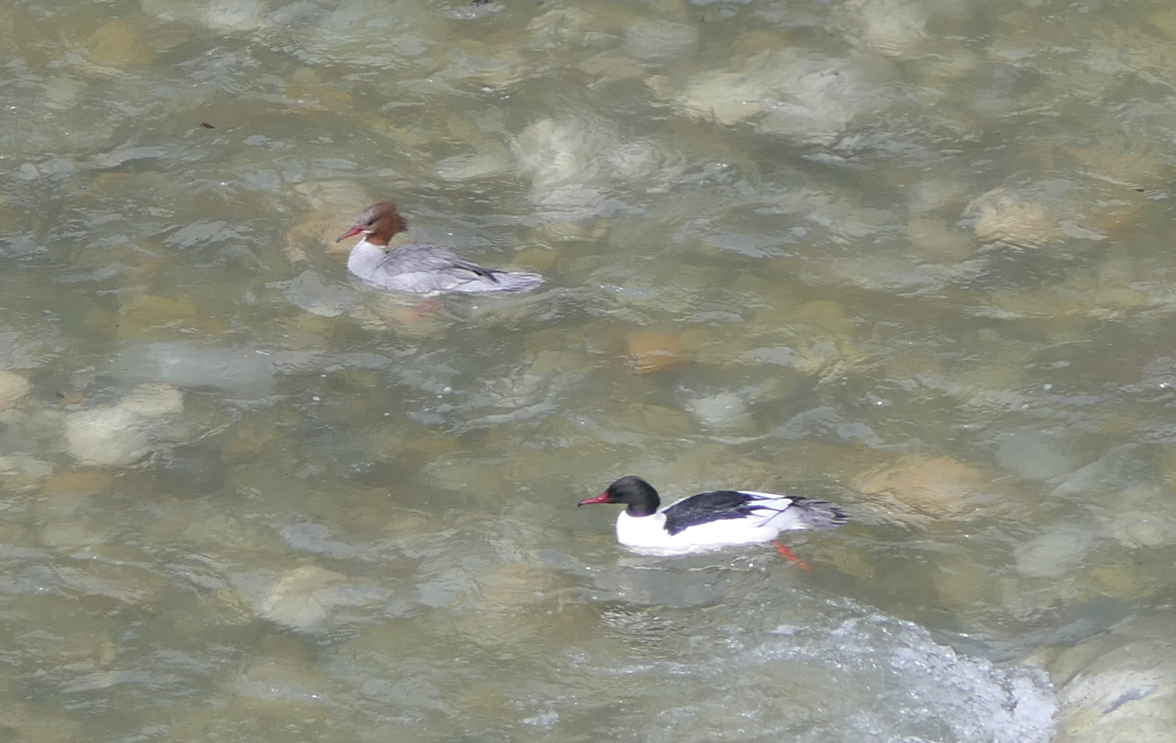 Asian Goosander (Mergus merganser orientalis)