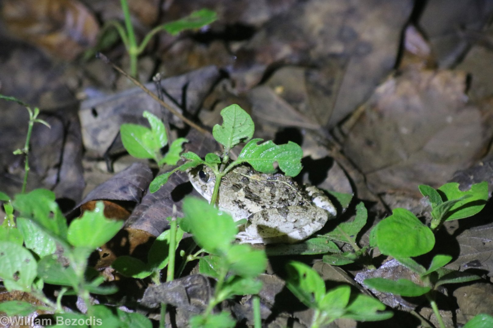 Asian Grass Frog - Near Kaeng Krachan