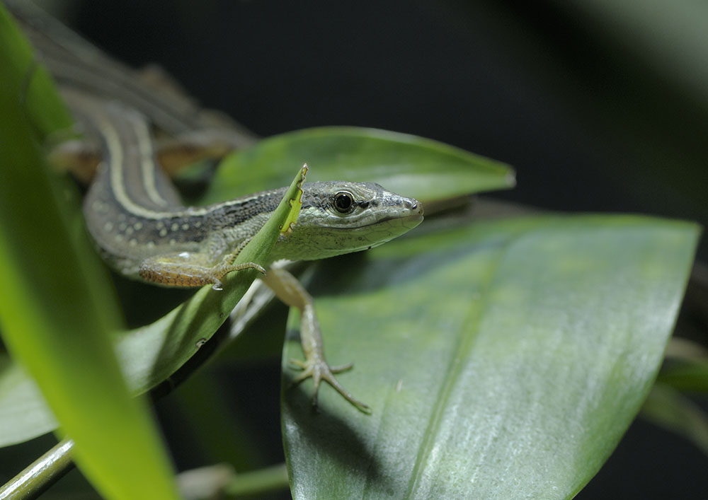 Asian grass lizard