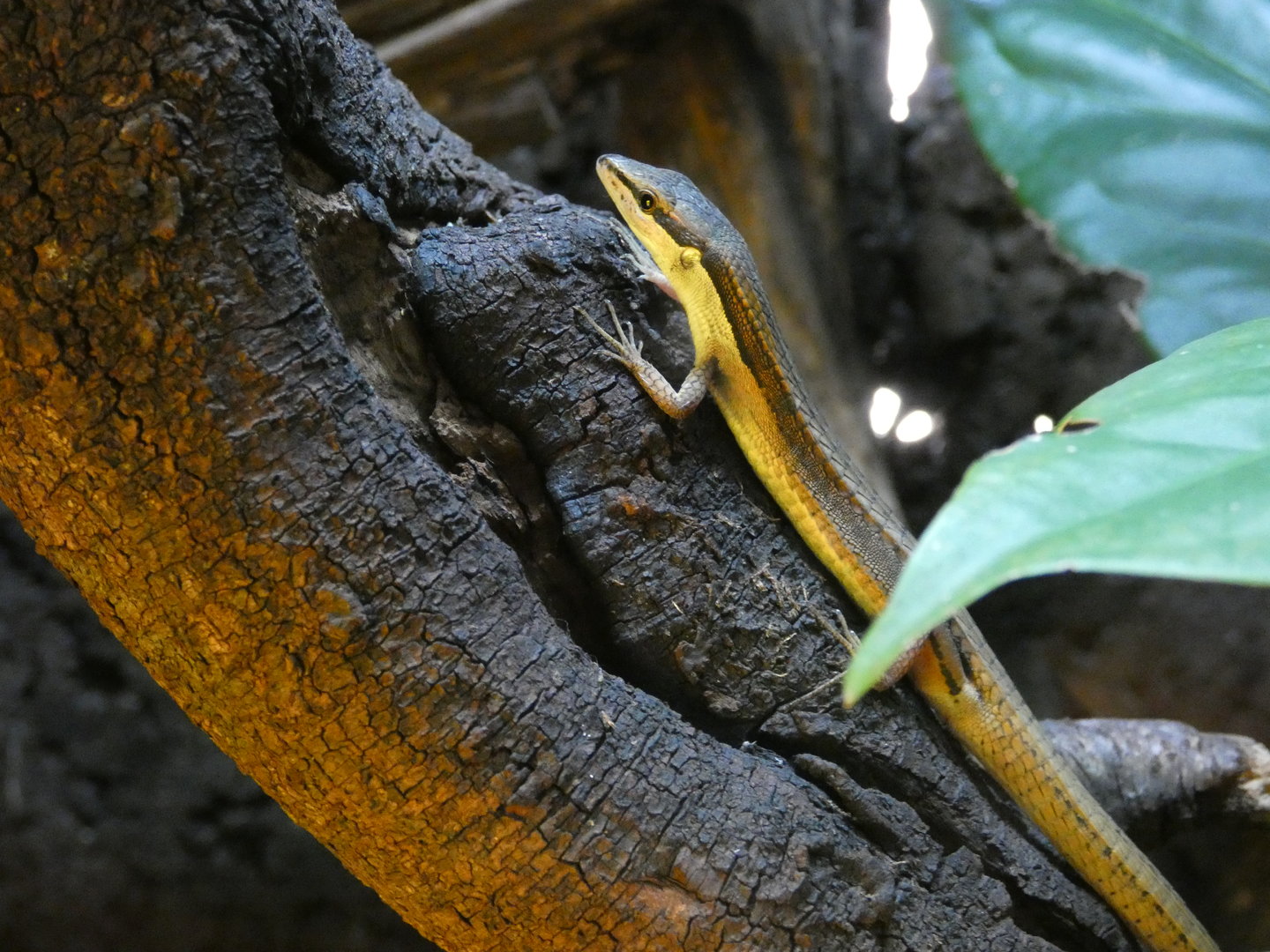 Asian grass lizard