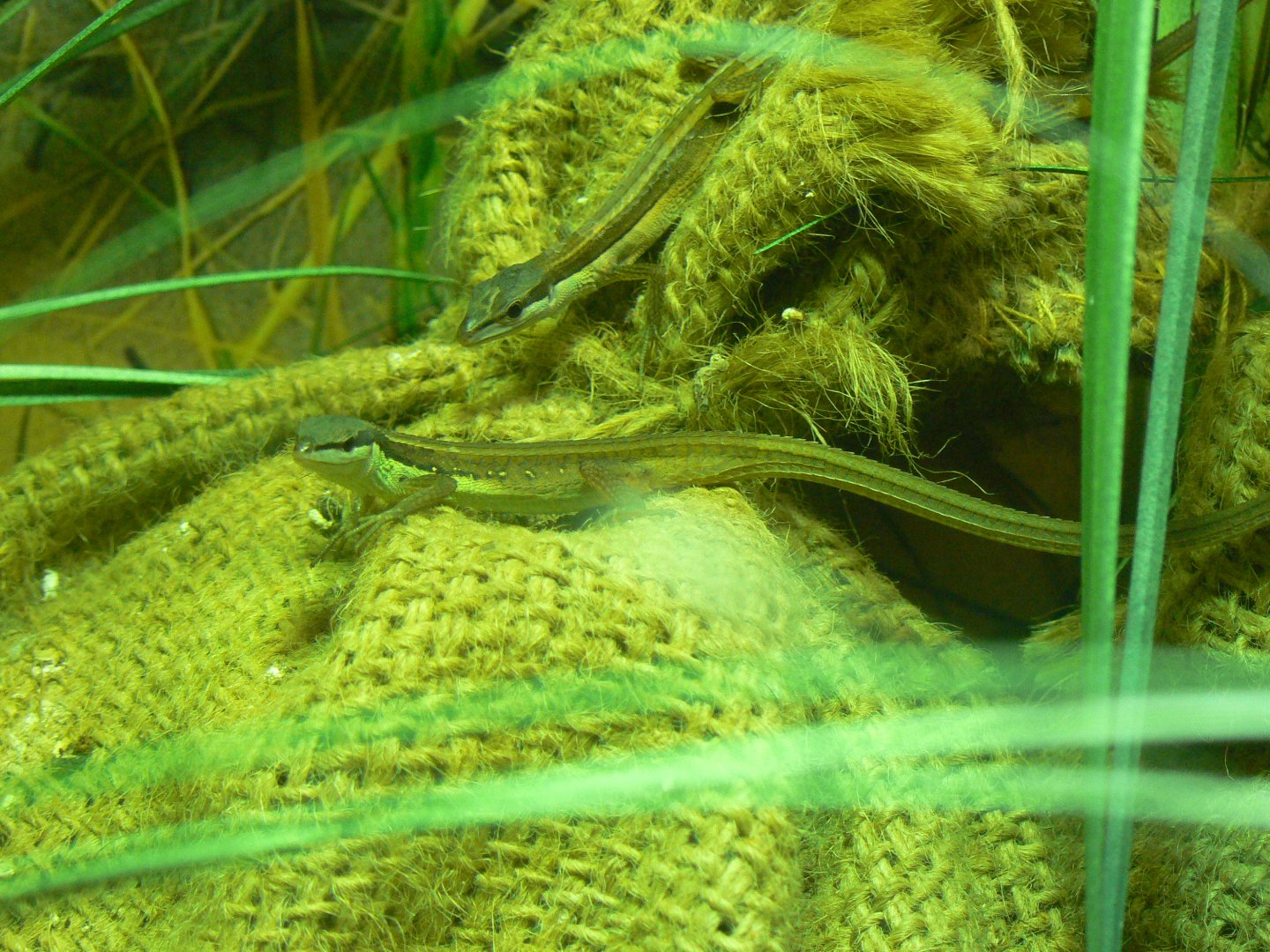 Asian Grass Lizards - 22 June 2019