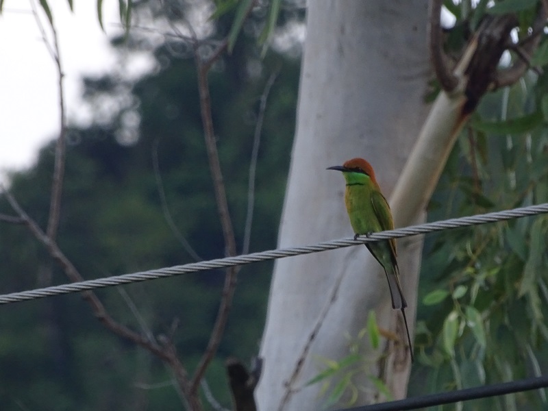 Asian green bee-eater (Merops orientalis)