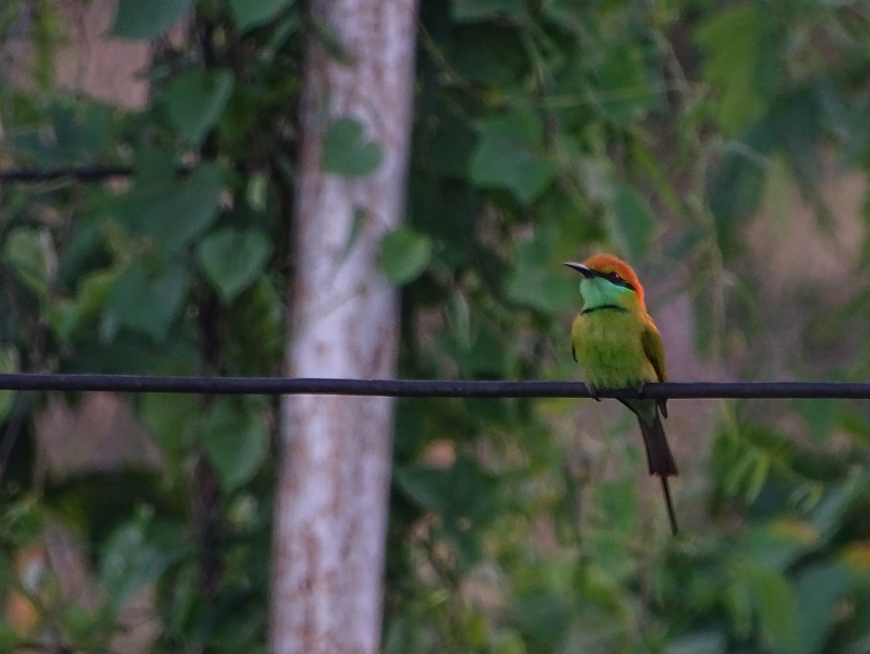 Asian green bee-eater (Merops orientalis)