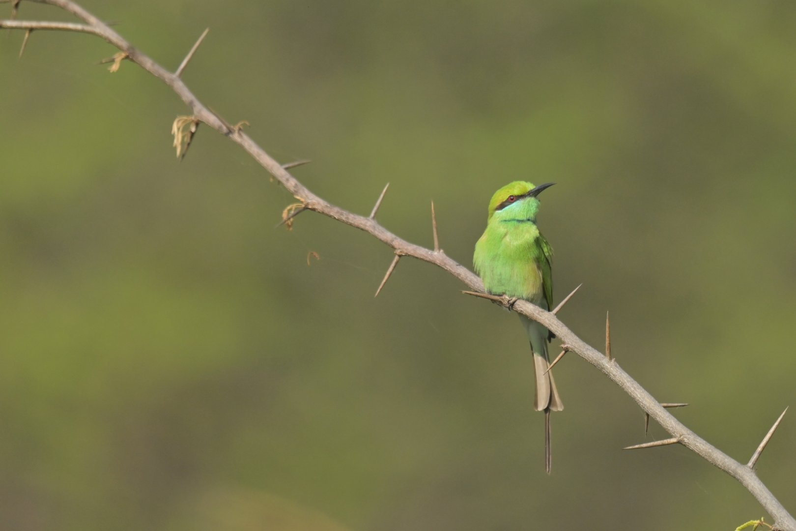 Asian Green Bee-eater Merops orientalis