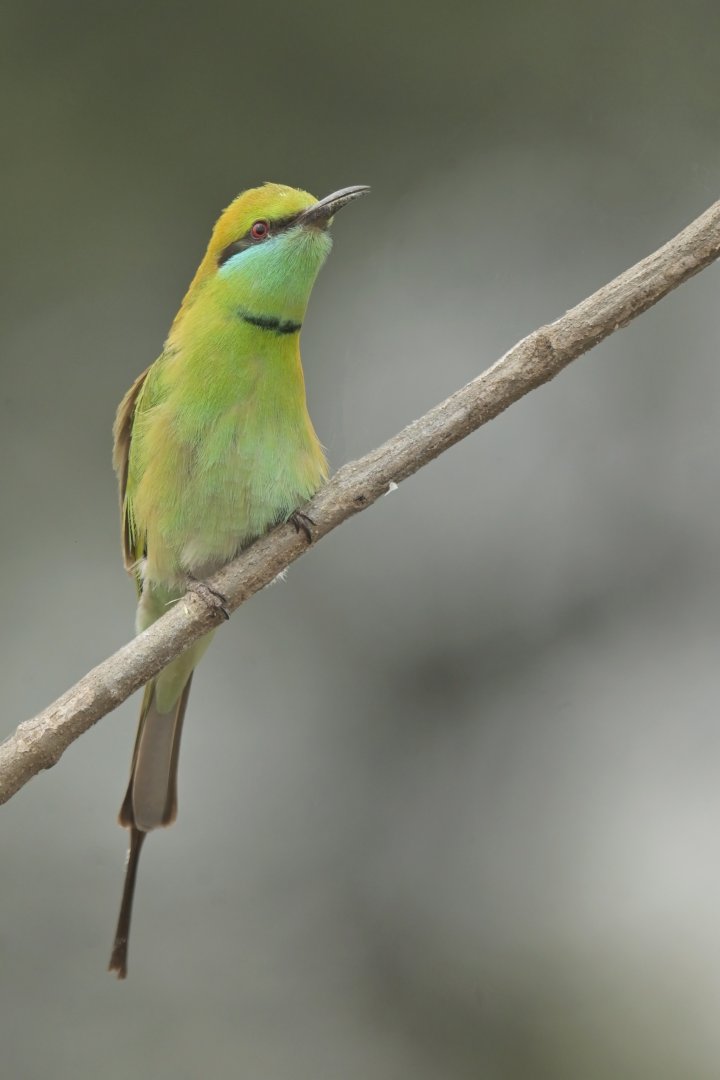 Asian Green Bee-eater Merops orientalis
