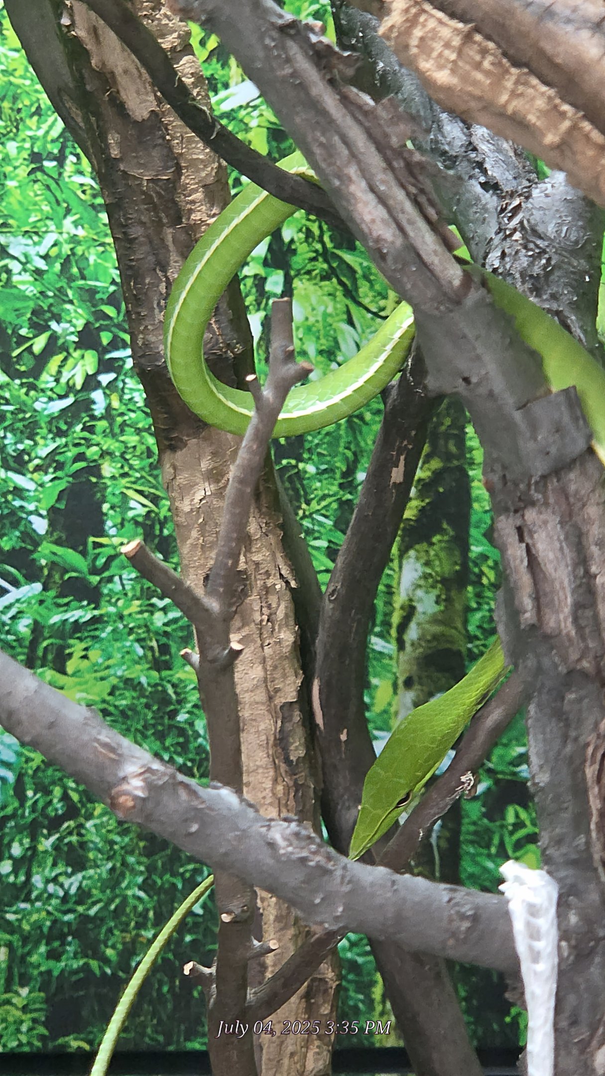 Asian Green Vine Snake - Reptile Gardens