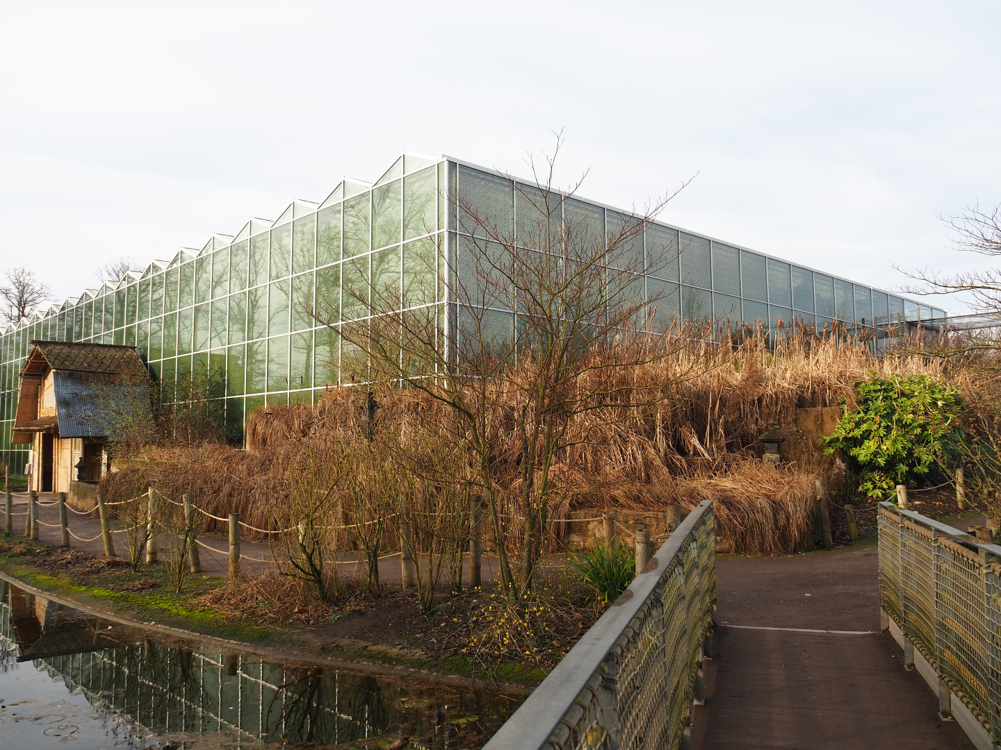 Asian greenhouse, 2020-01-11