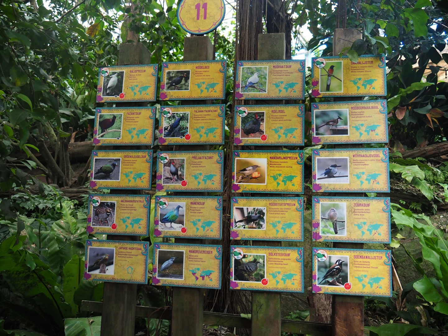 Asian greenhouse free-flying birds signs (Jan 20th, 2019)