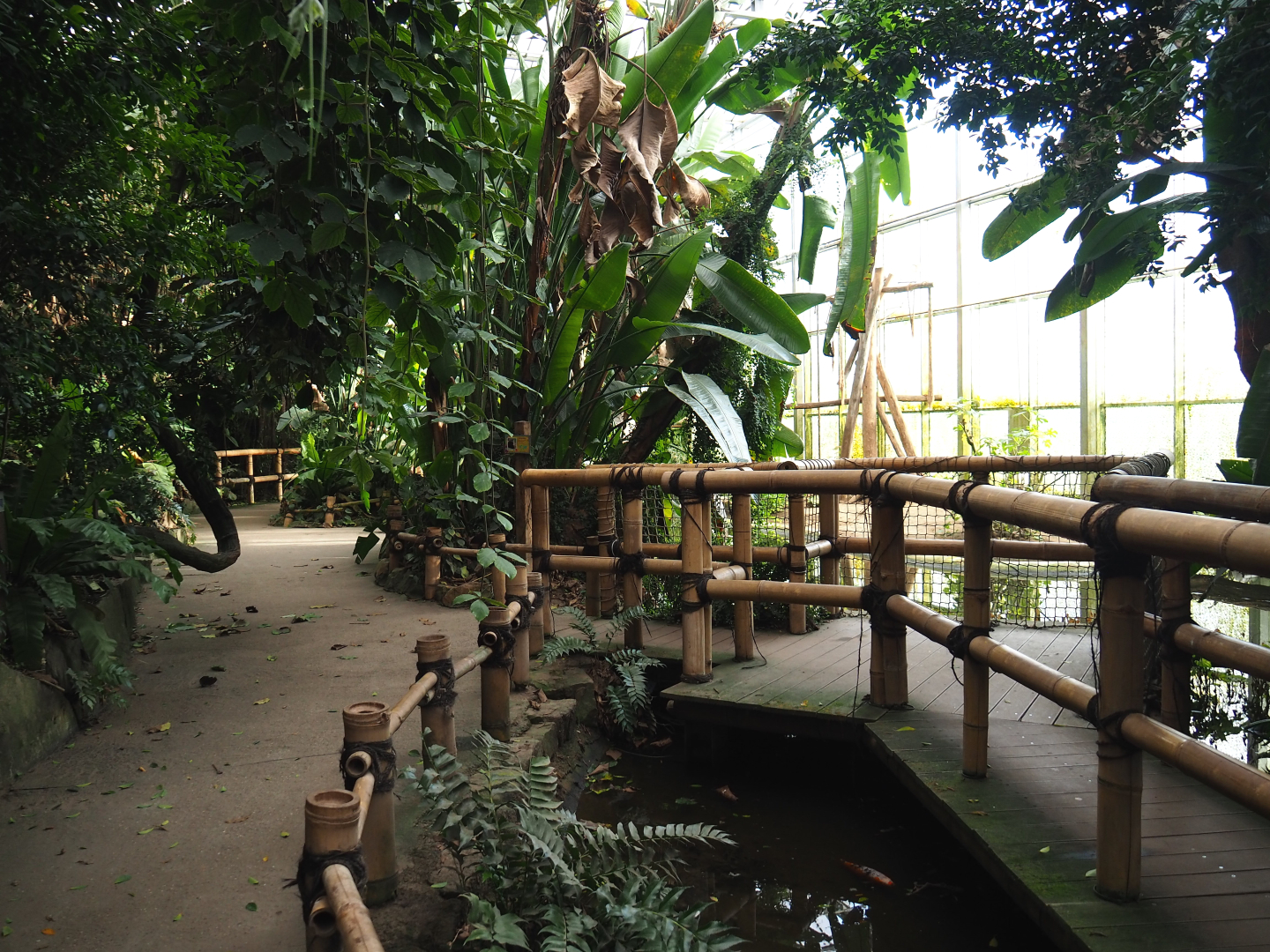Asian greenhouse - Pathway and gibbon viewing area, 2020-01-11