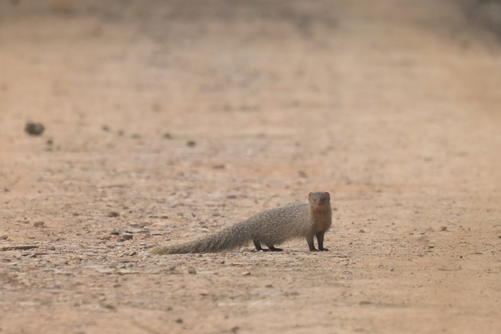 Asian grey mongoose (Urva edwardsii)