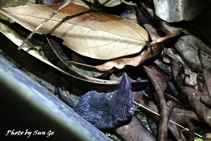 Asian grey shrew