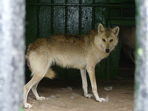 Asian grey wolf in Kishinev Zoo