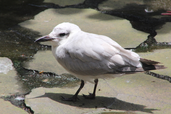 Asian gull-billed tern (Gelochelidon nilotica affinis) - Purbasari Pancuran Mas