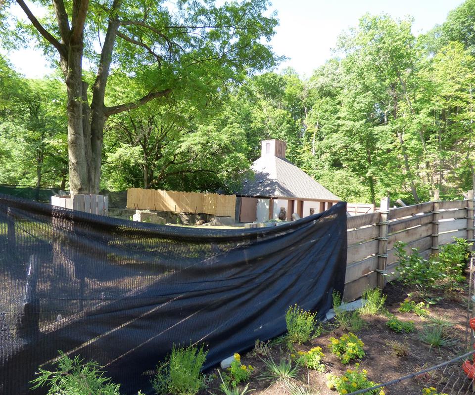 Asian Highland - Takin Exhibit - June 2018