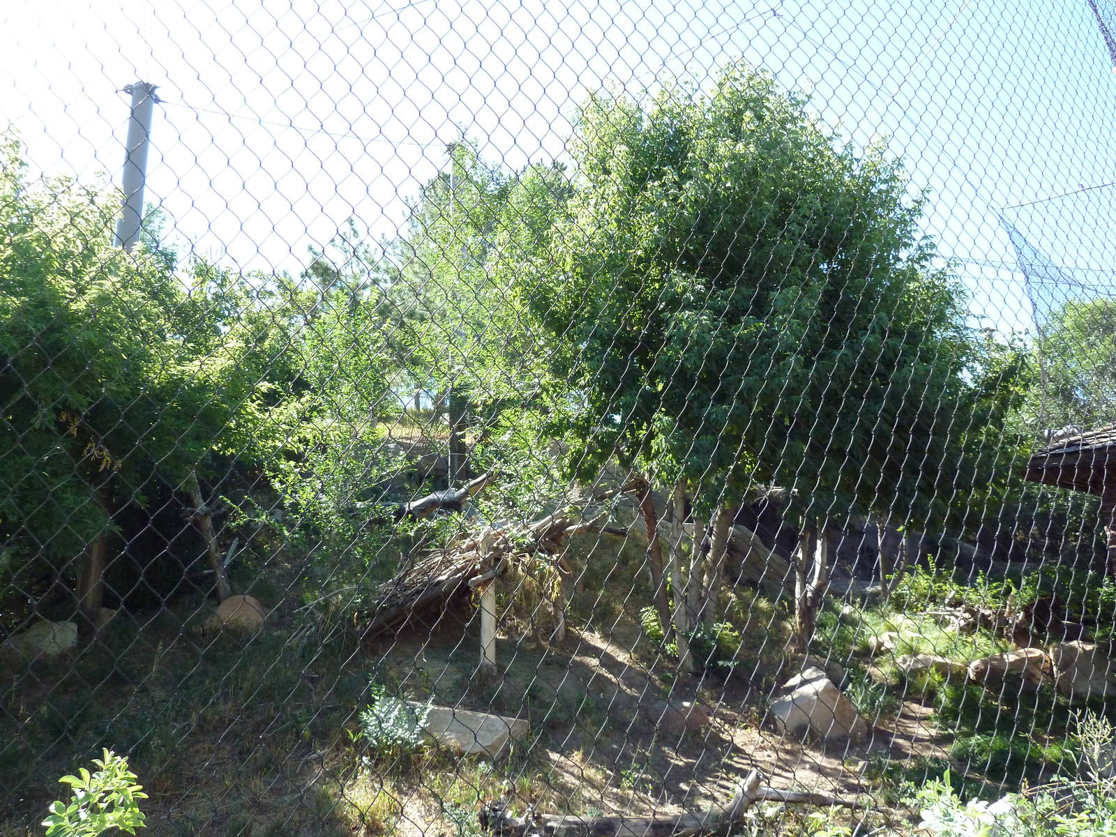 Asian Highlands - Amur Leopard Exhibit
