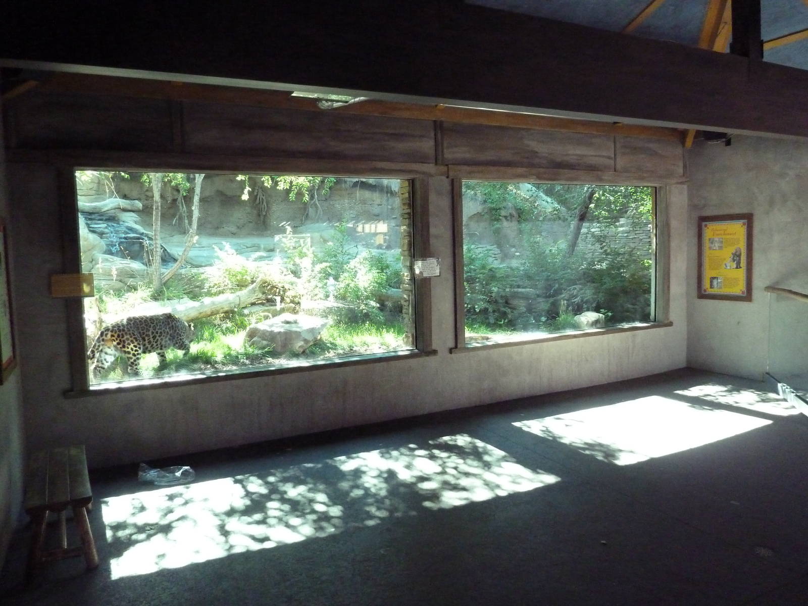 Asian Highlands - Amur Leopard Exhibit