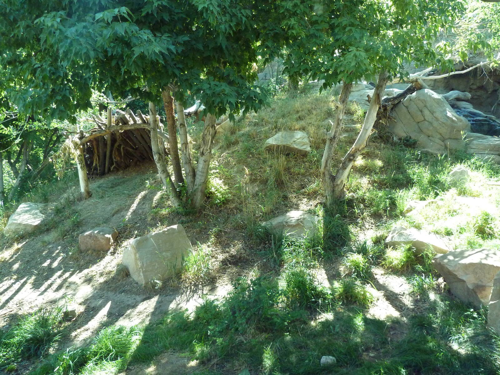 Asian Highlands - Amur Leopard Exhibit