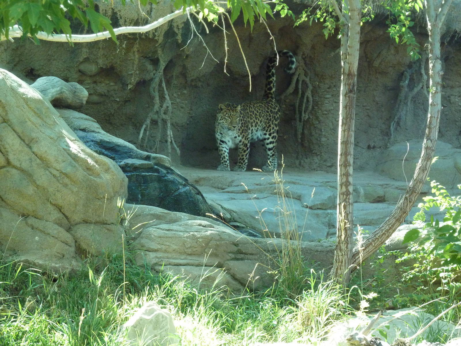 Asian Highlands - Amur Leopard Exhibit