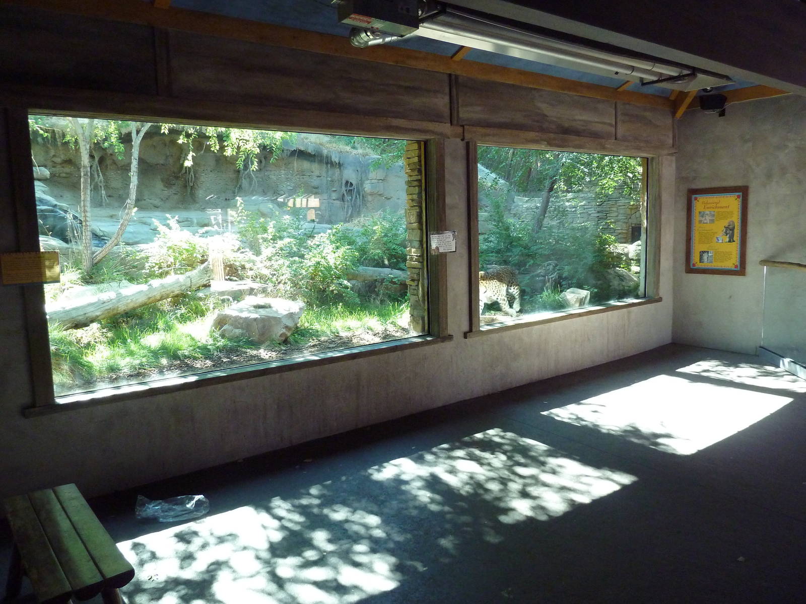 Asian Highlands - Amur Leopard Exhibit