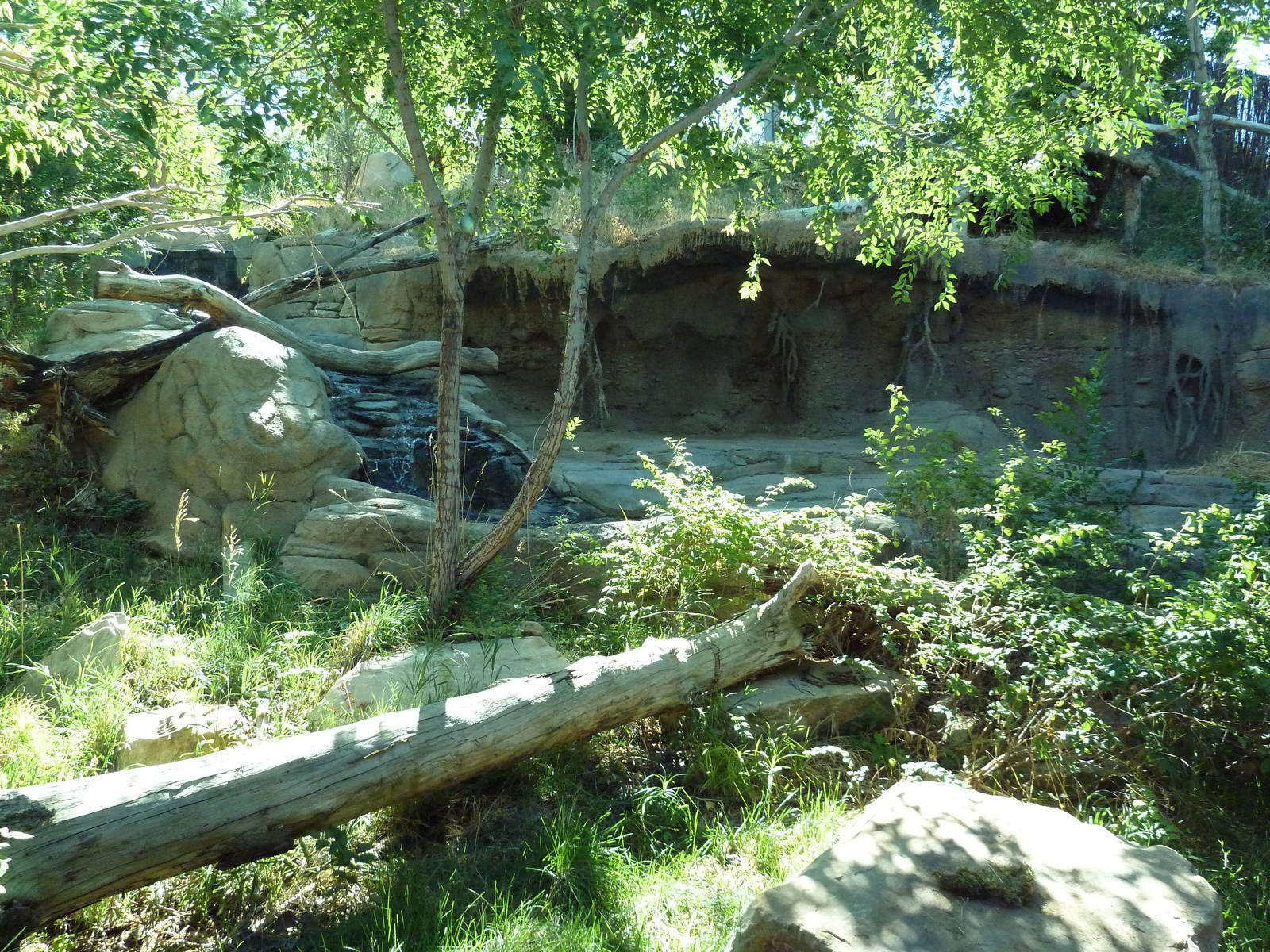 Asian Highlands - Amur Leopard Exhibit