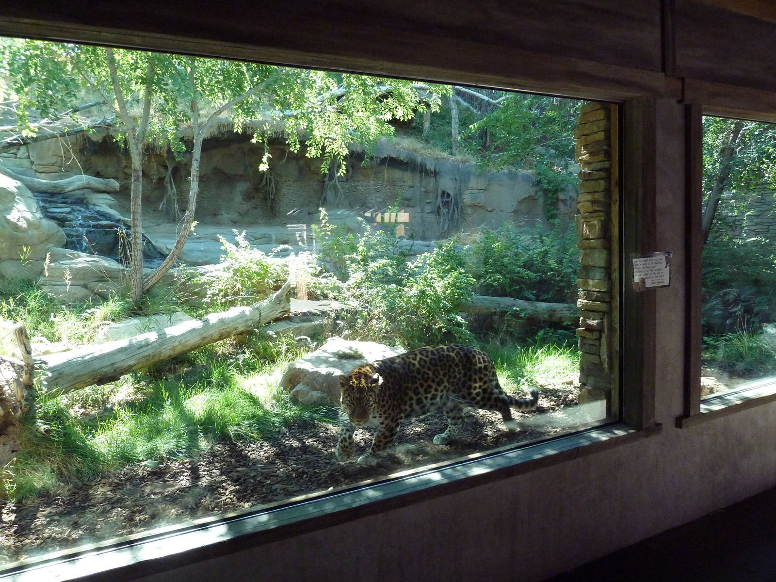 Asian Highlands - Amur Leopard Exhibit