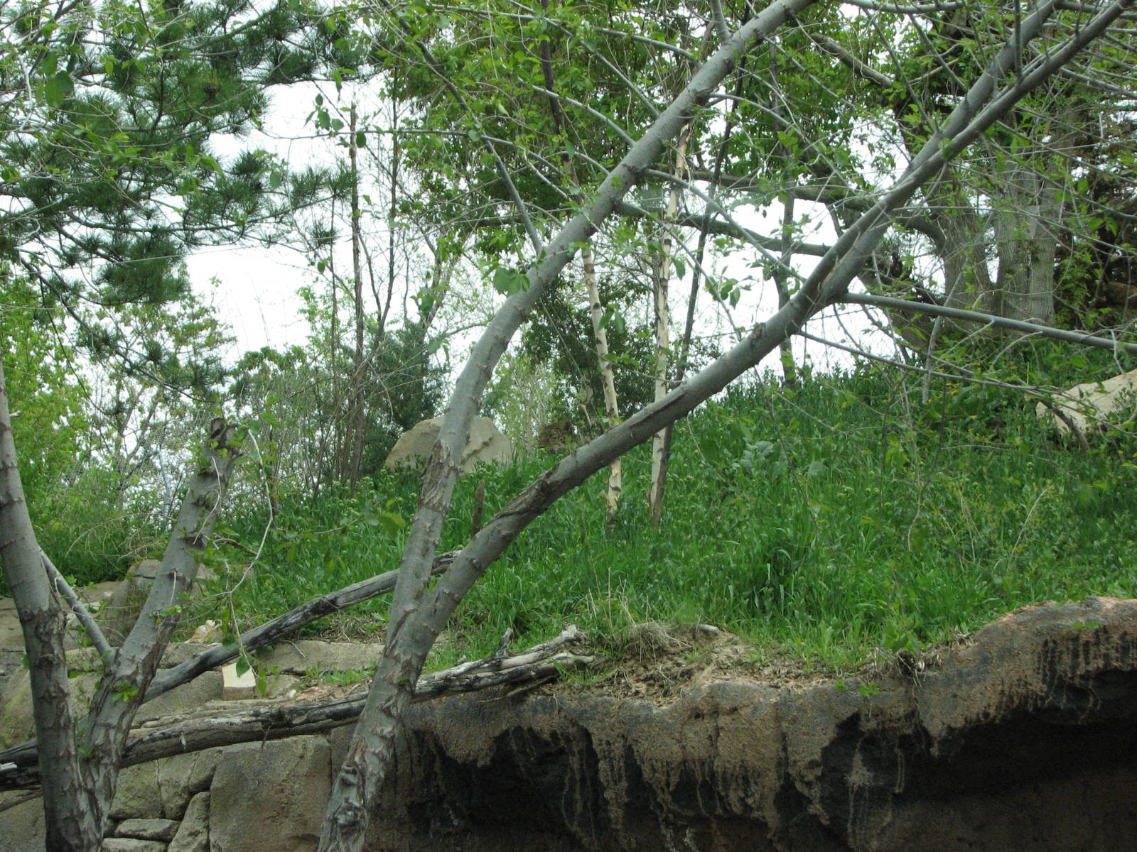 Asian Highlands - Amur Leopard Exhibit