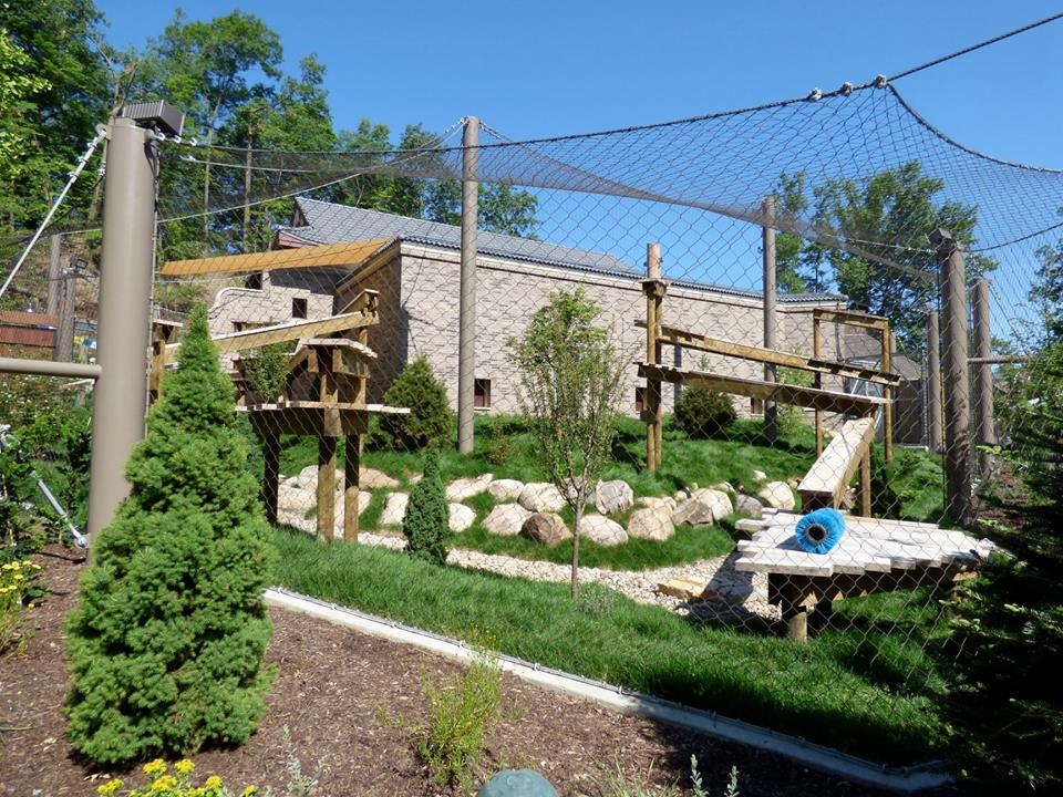 Asian Highlands - Amur Leopard Exhibit