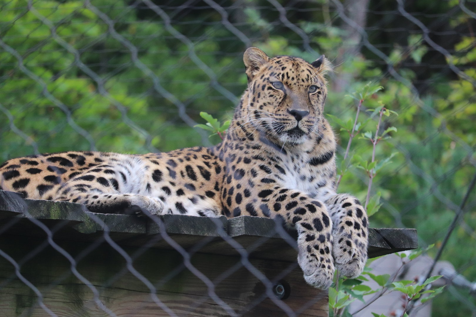 Asian Highlands - Amur Leopard