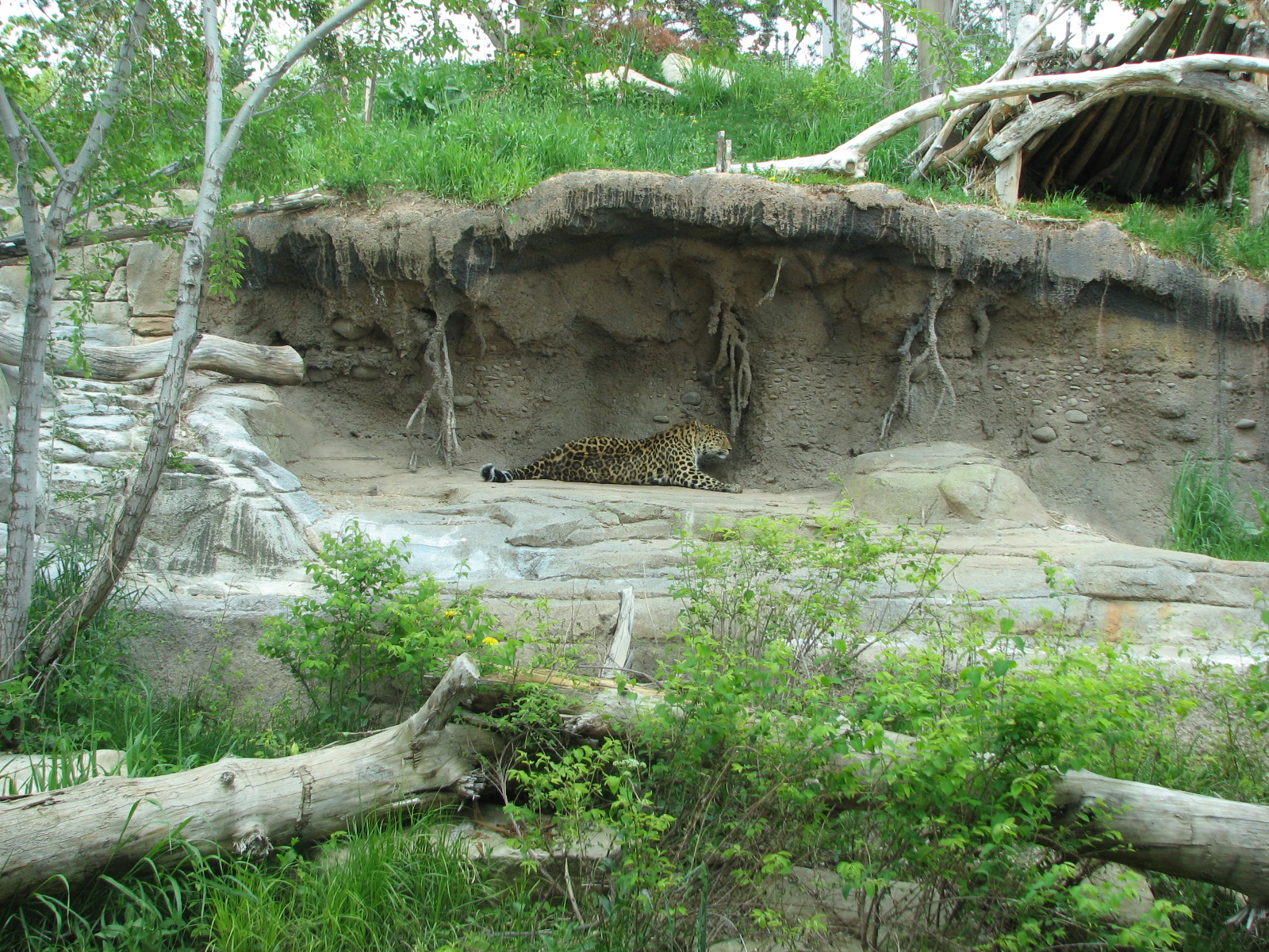Asian Highlands - Amur Leopard