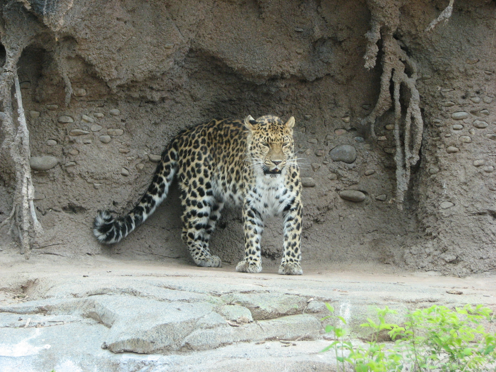 Asian Highlands - Amur Leopard