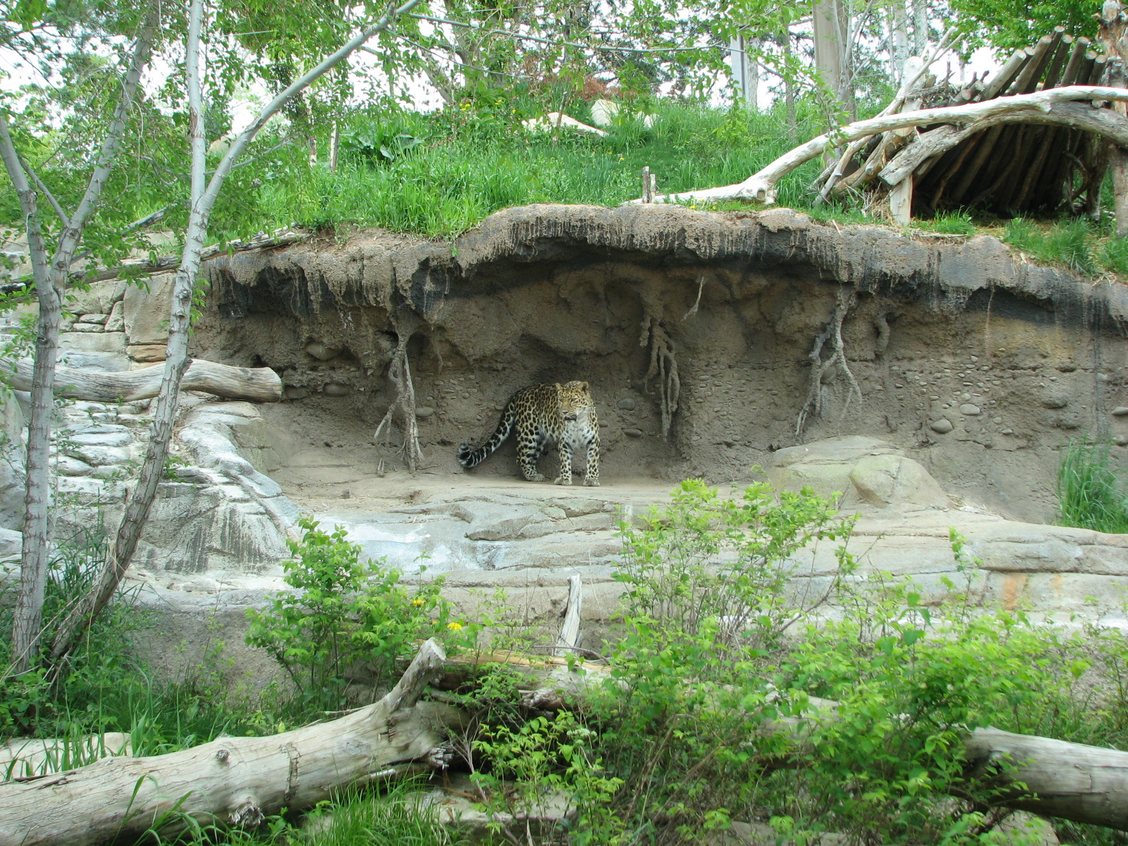 Asian Highlands - Amur Leopard