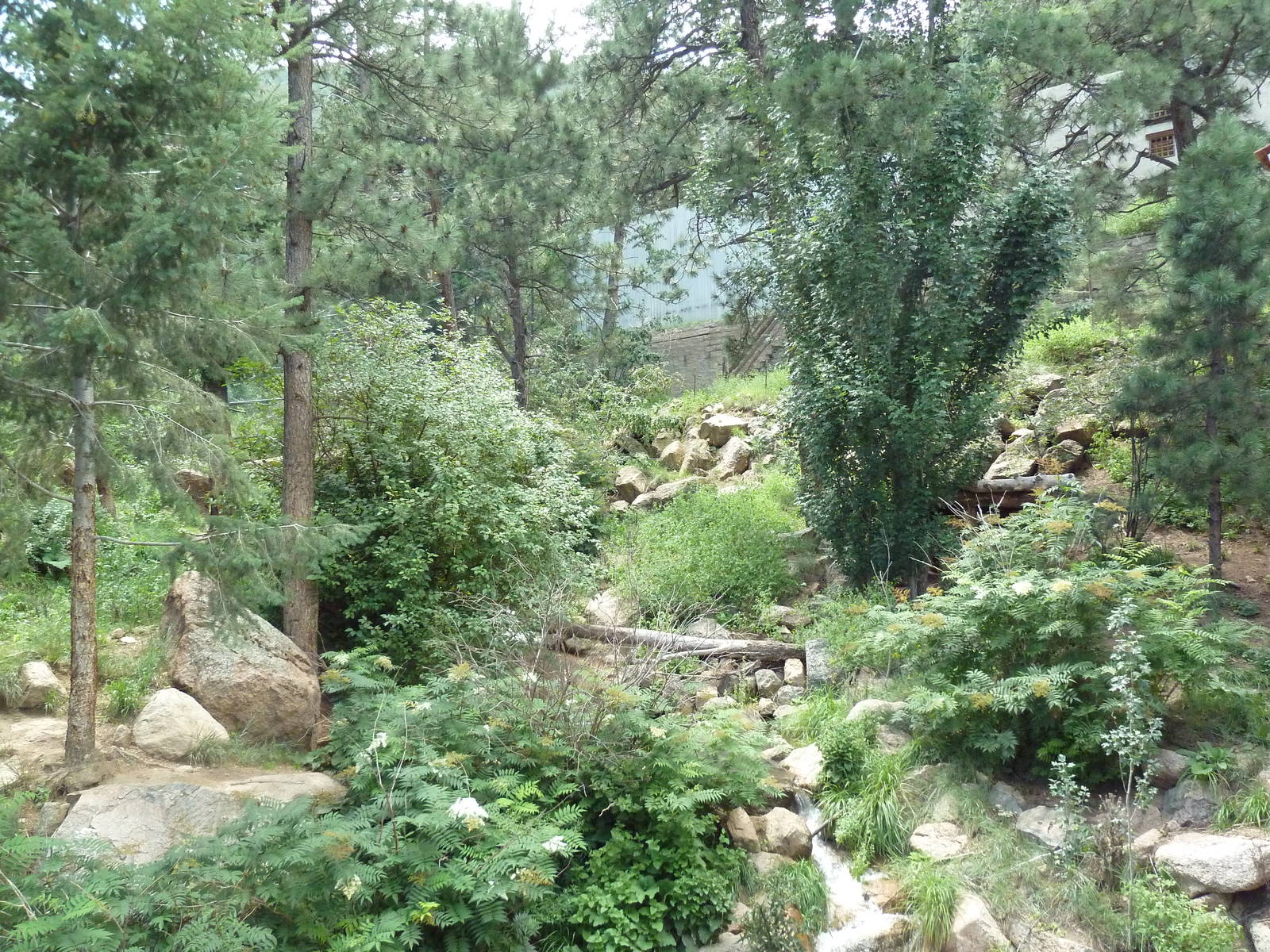 Asian Highlands - Amur Tiger Exhibit - Gorgeous!