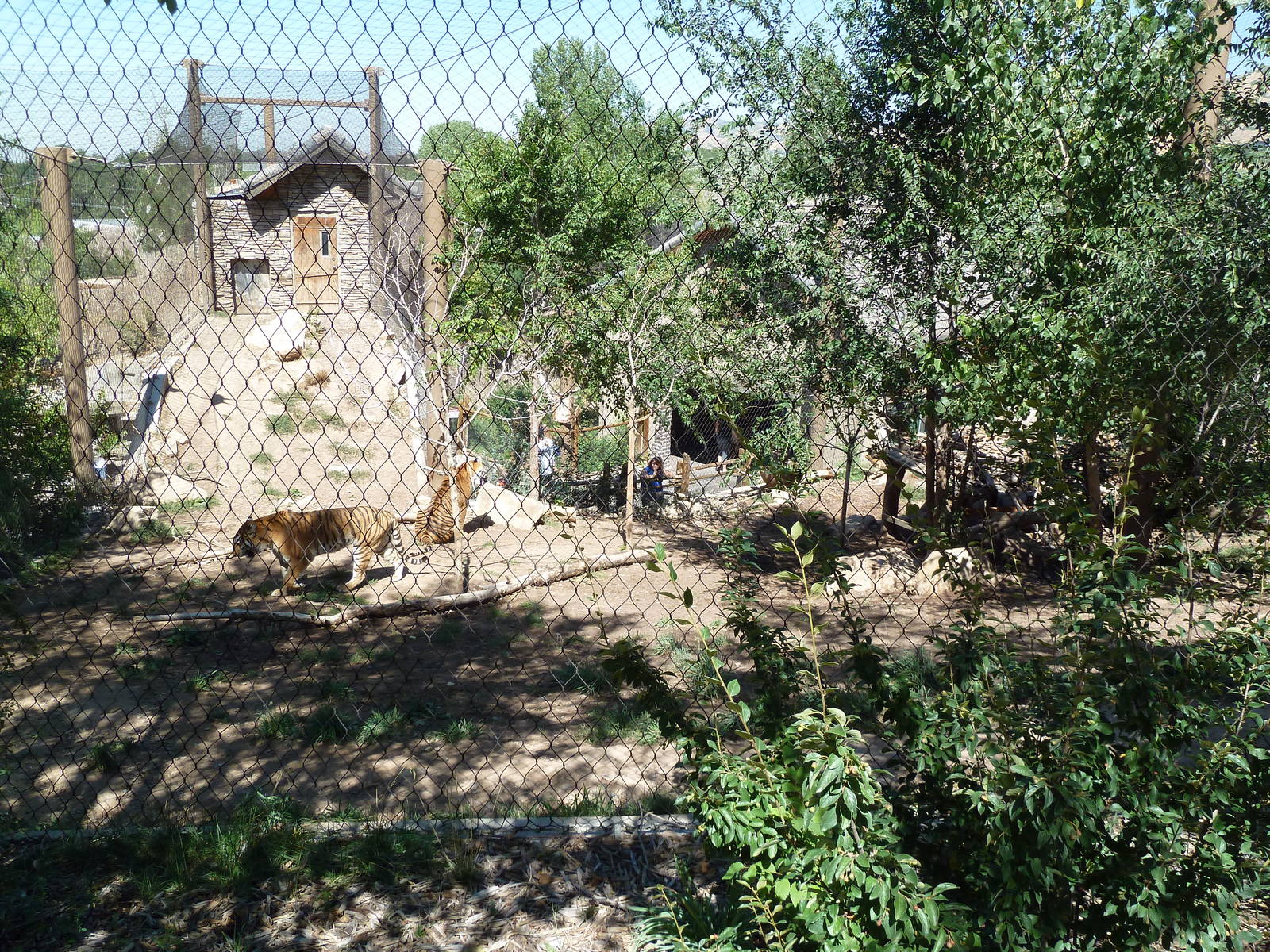 Asian Highlands - Amur Tiger Exhibit (Rear View)