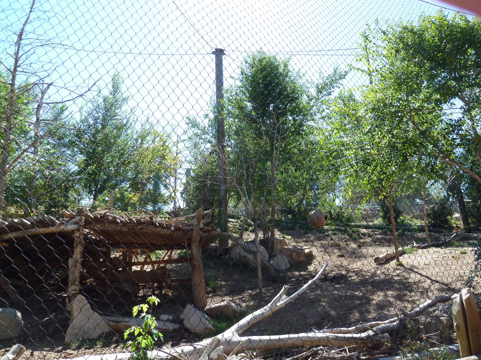 Asian Highlands - Amur Tiger Exhibit