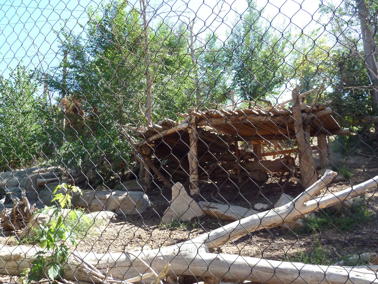 Asian Highlands - Amur Tiger Exhibit