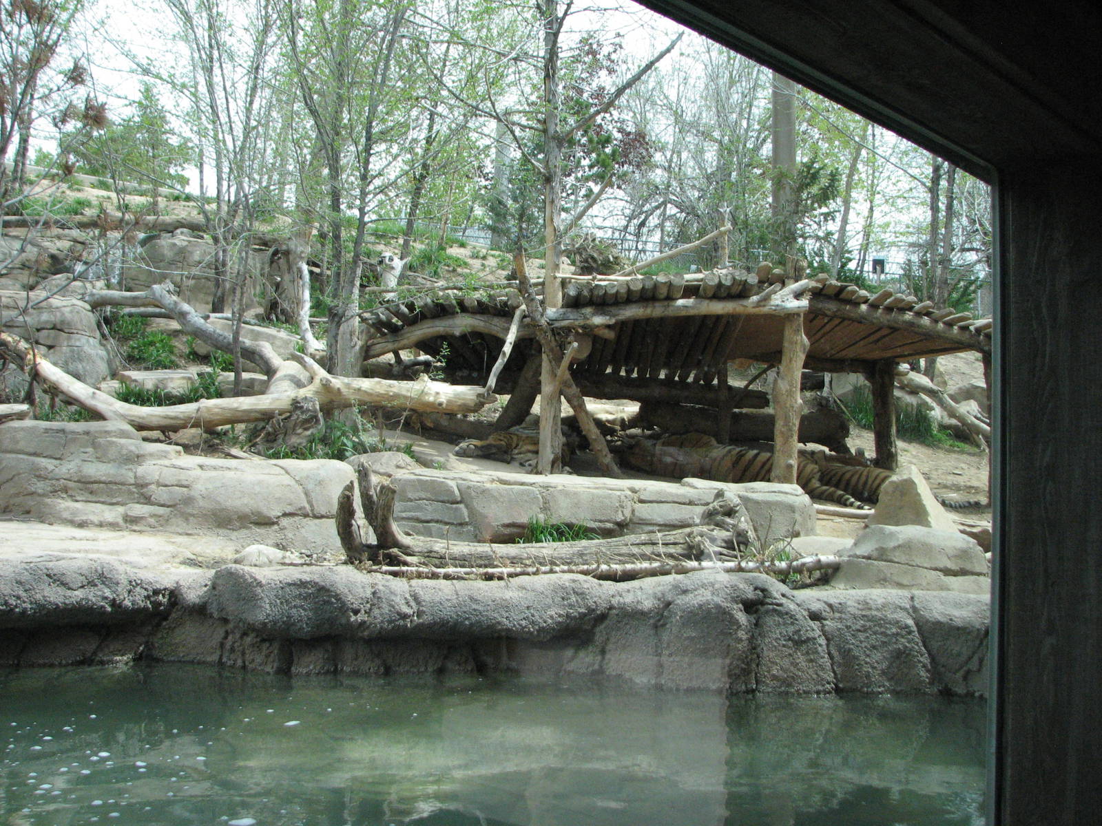 Asian Highlands - Amur Tiger Exhibit