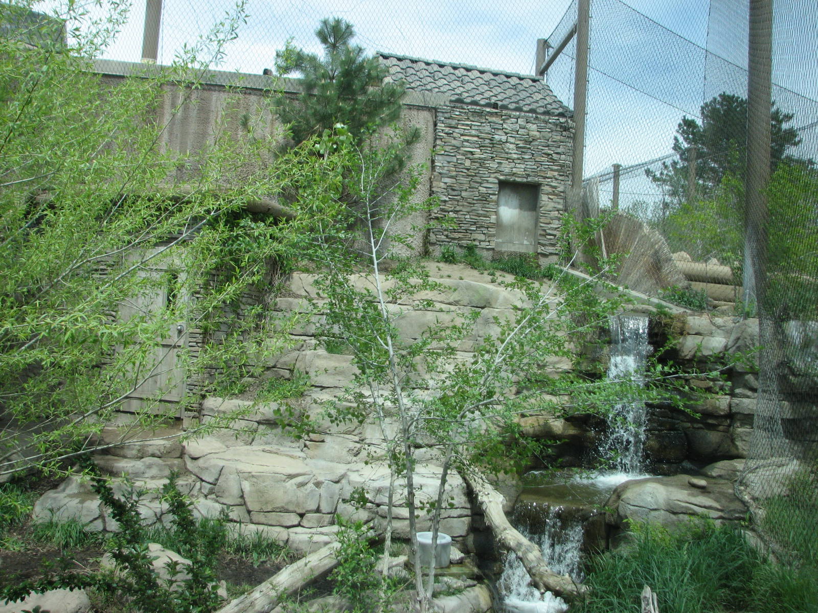 Asian Highlands - Amur Tiger Exhibit