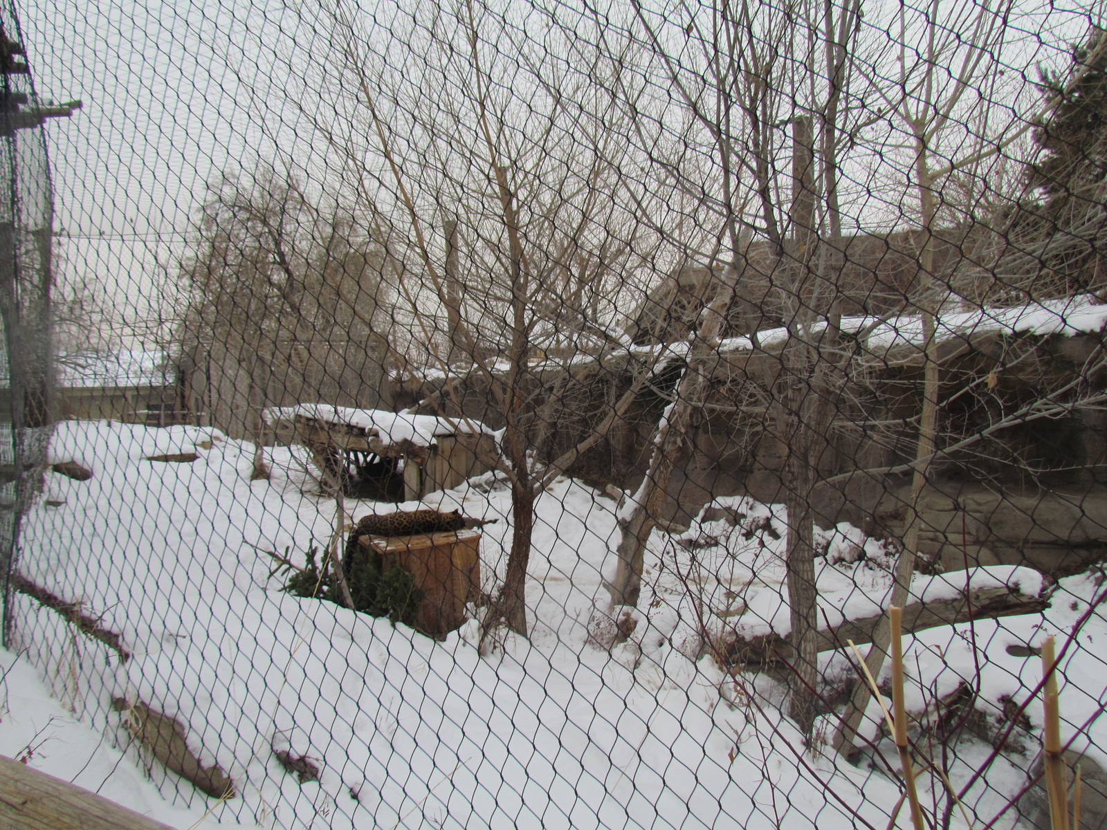 Asian Highlands - Amur Tiger Exhibit