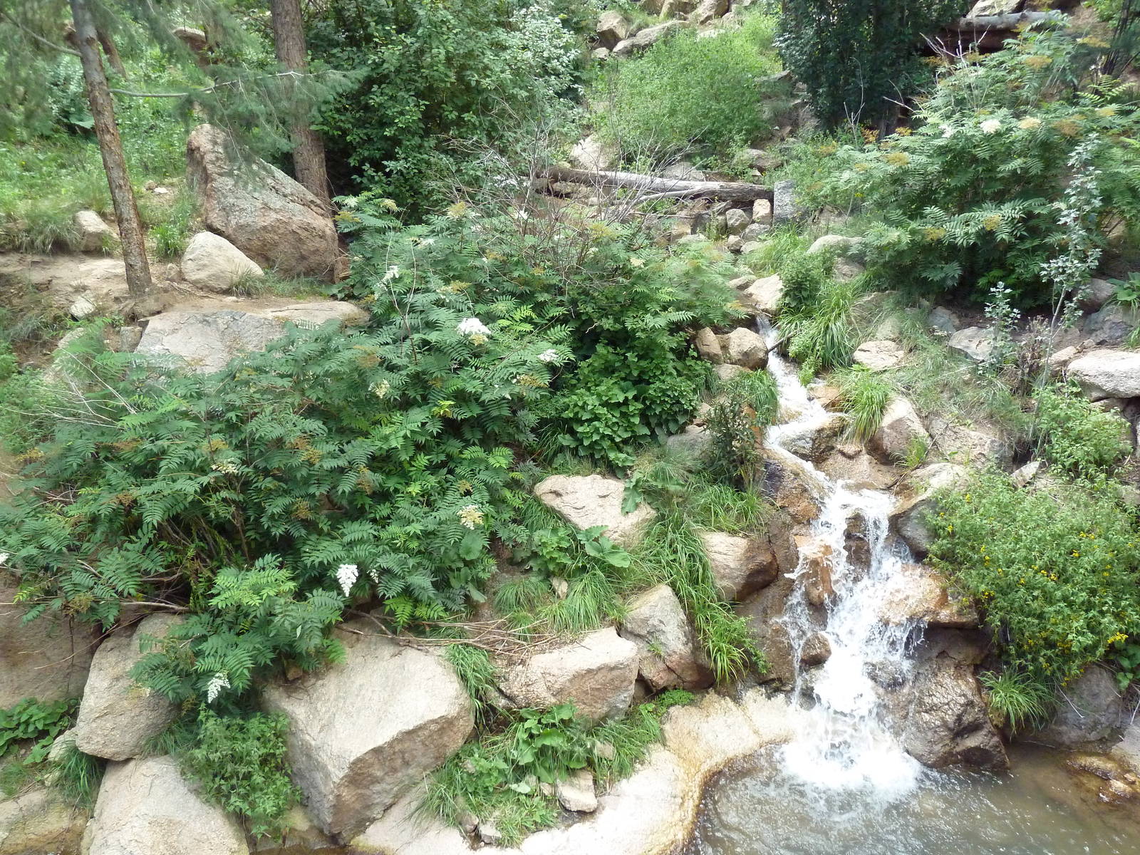 Asian Highlands - Amur Tiger Exhibit