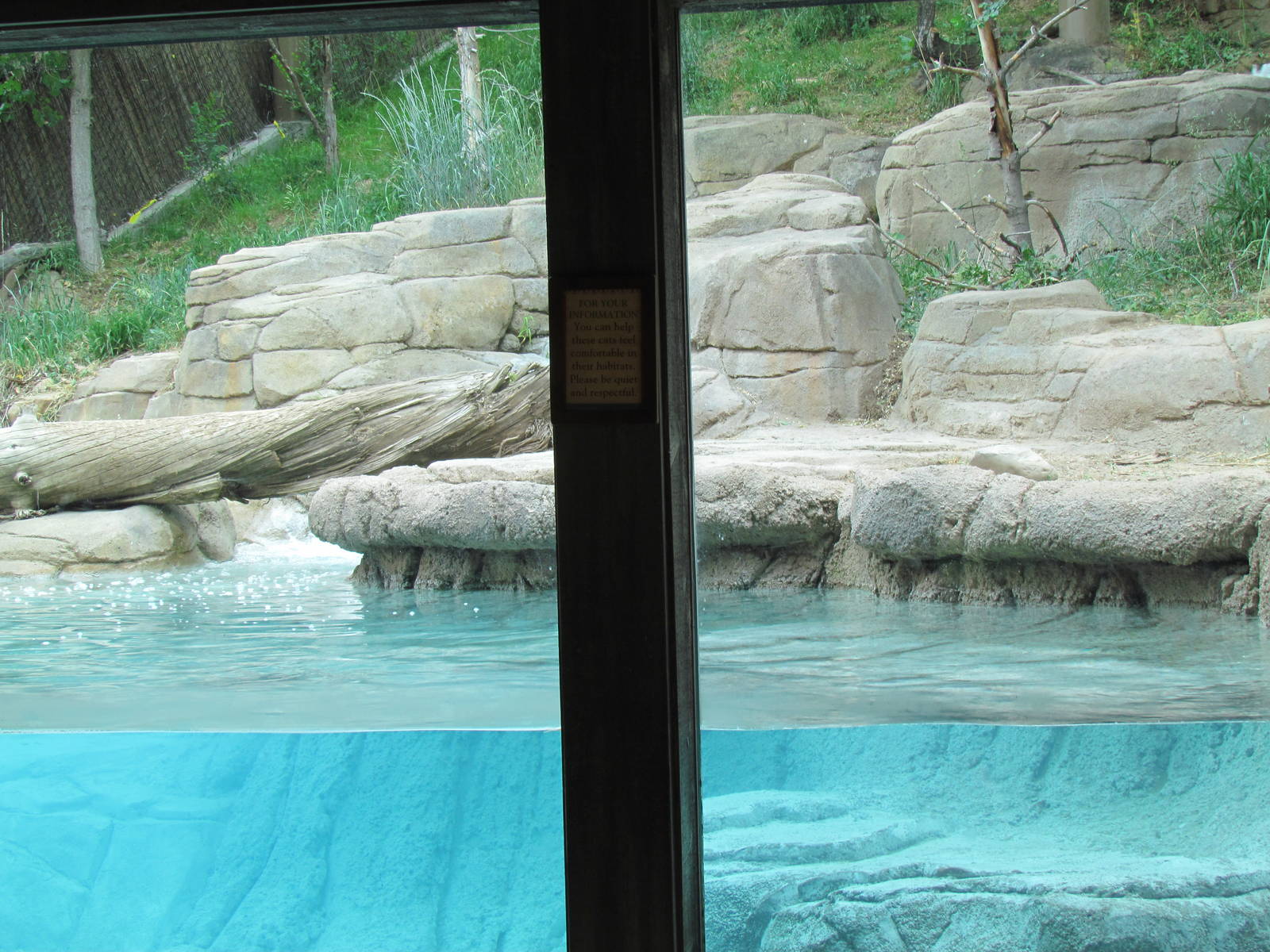 Asian Highlands - Amur Tiger Underwater Viewing