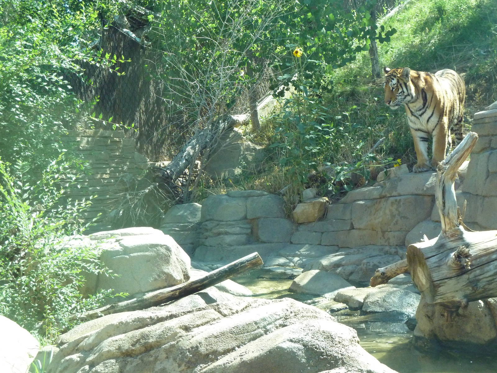 Asian Highlands - Amur Tiger