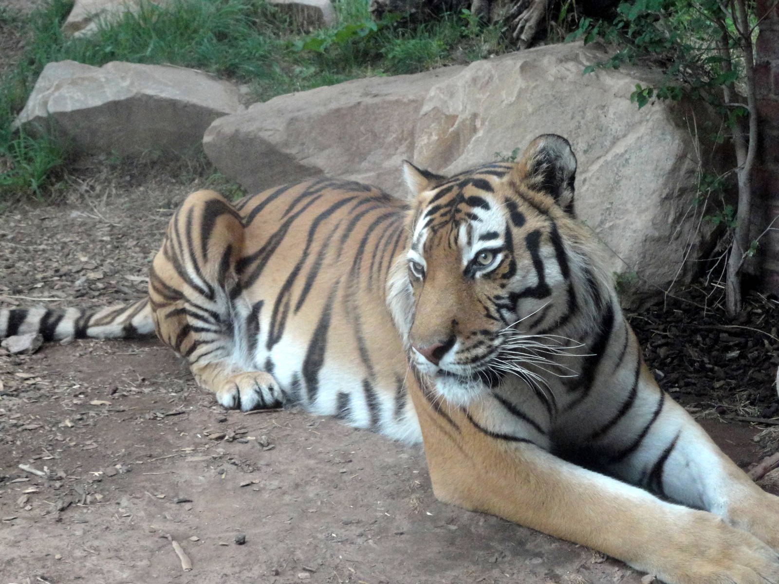 Asian Highlands - Amur Tiger
