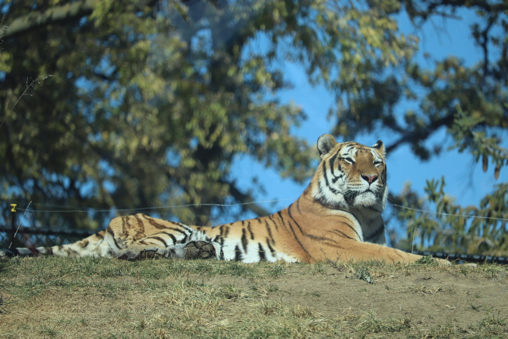 Asian Highlands - Amur Tiger