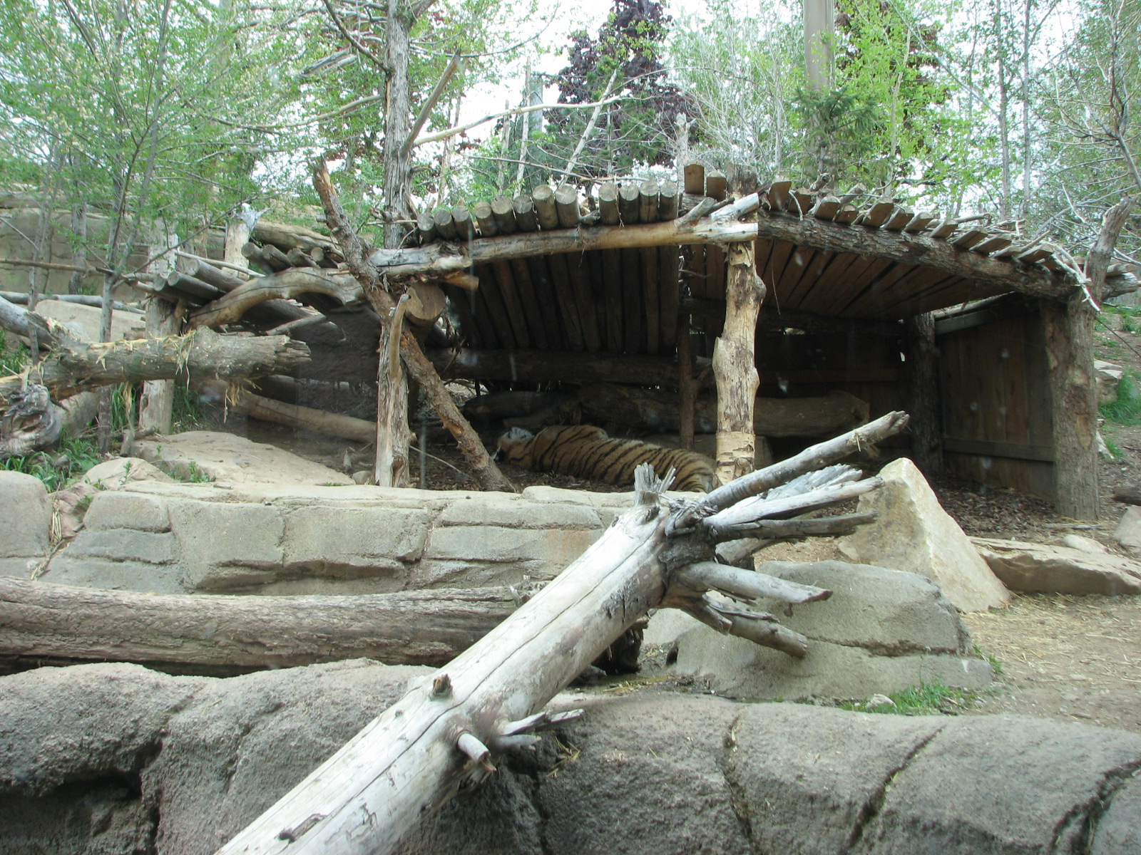 Asian Highlands - Amur Tiger