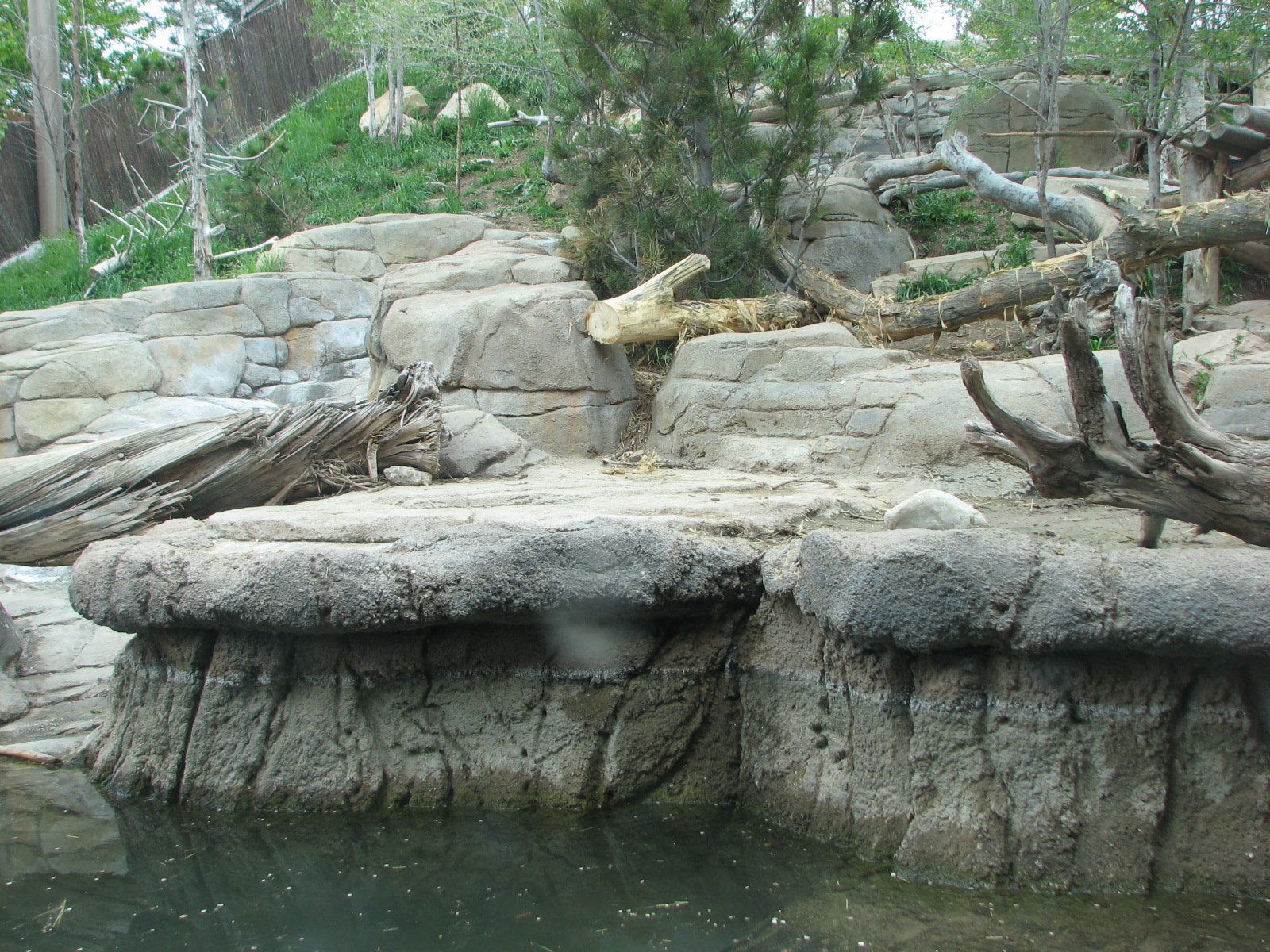 Asian Highlands - Amur Tiger