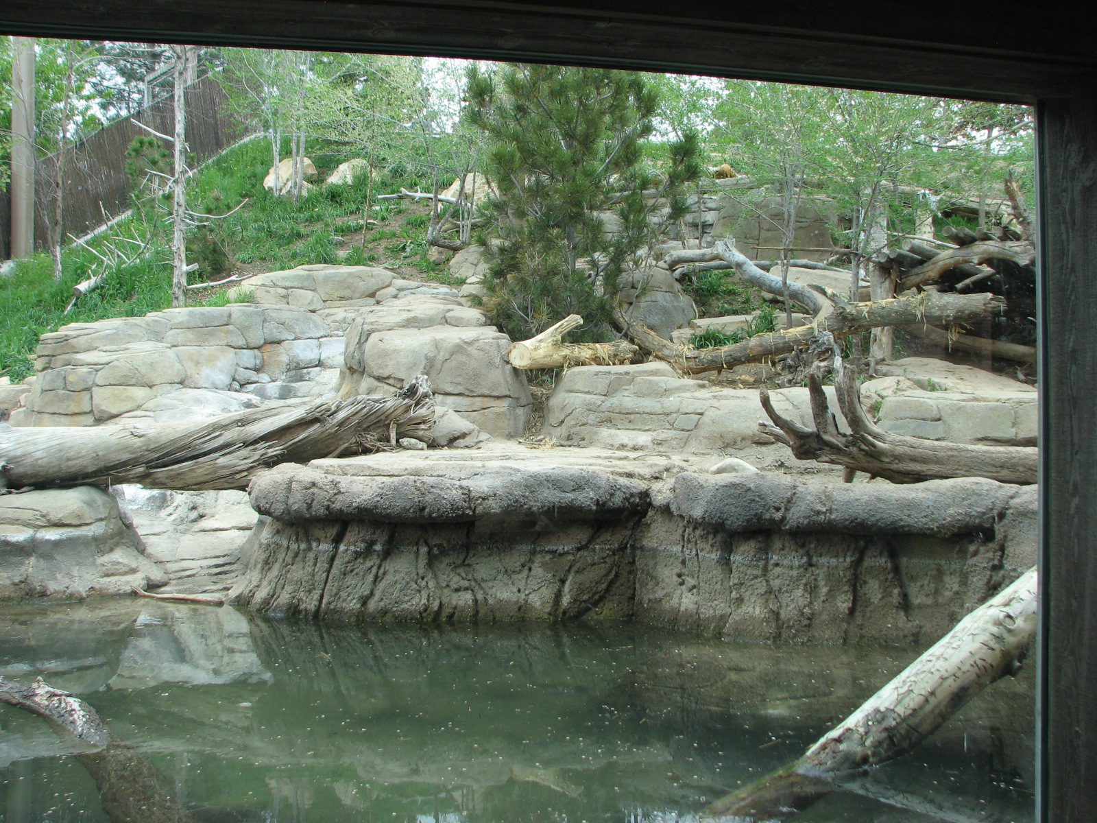 Asian Highlands - Amur Tiger